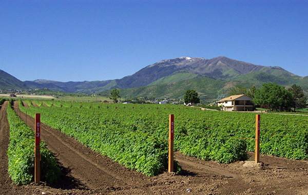 Cornabys raspberry farm small